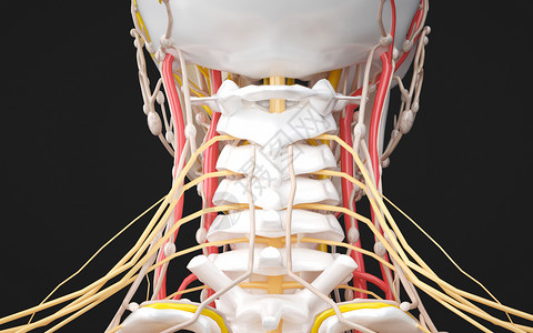 颈部特写人体颈部神经系统设计图片