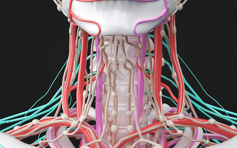 人体颈部淋巴设计图片