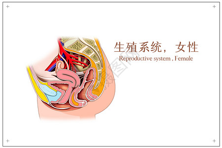人体肌肉系统女性生殖系统医疗插画插画