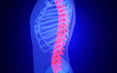 人体侧面C4D人体脊柱设计图片