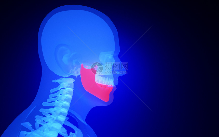 人体下颚骨图片