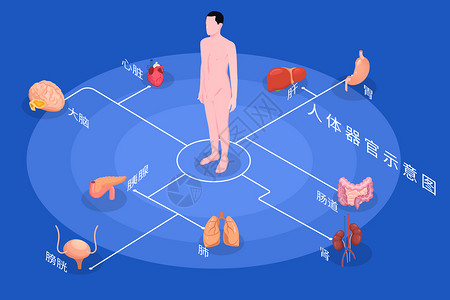 组织结构图医疗健康人体内脏组织器官示意图矢量插图插画