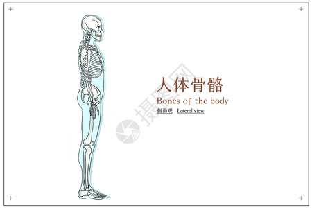 人体骨骼侧面观医疗插画图片