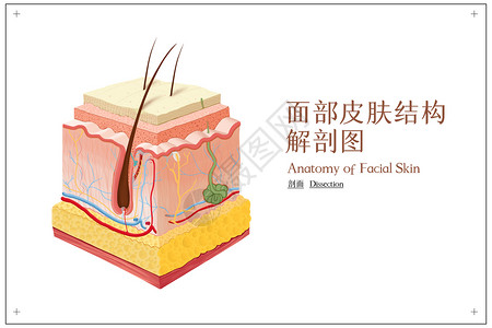 人体皮肤解剖图面部皮肤结构解剖图插画