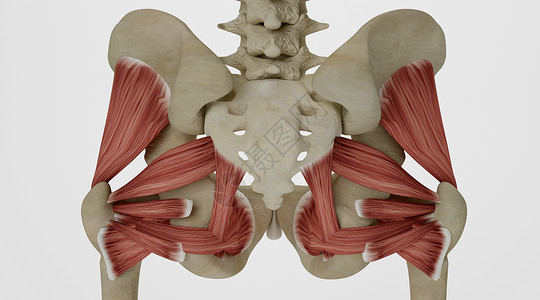 骨盆肌肉人体盆骨场景设计图片