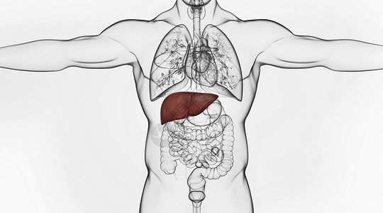 3d合成X光人体肝脏系统设计图片