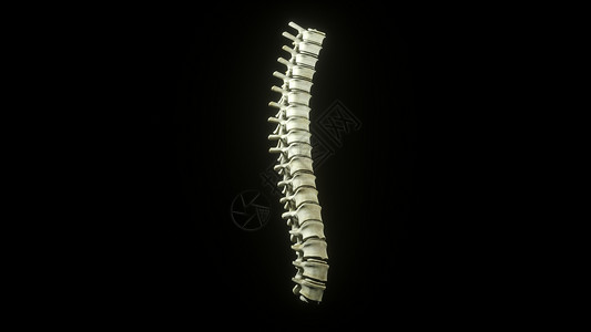 解剖模型3D脊柱场景设计图片