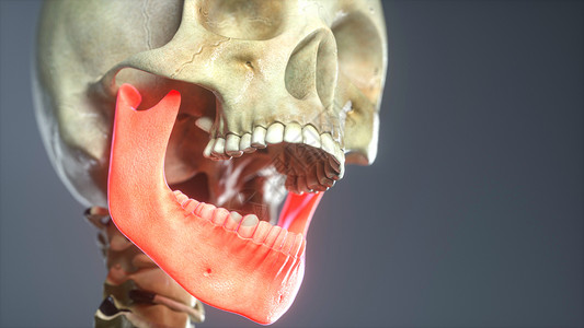 3D人体下颚骨设计图片