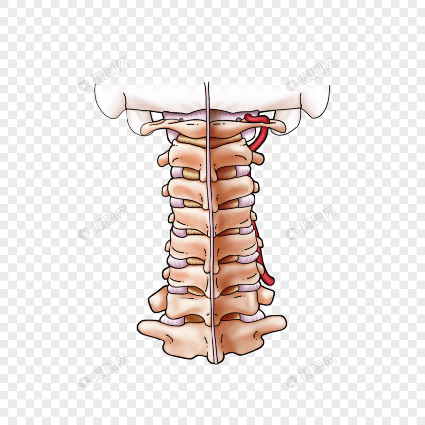 颈椎韧带图片