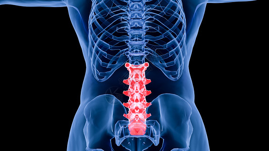 人骨骼3D腰椎场景设计图片
