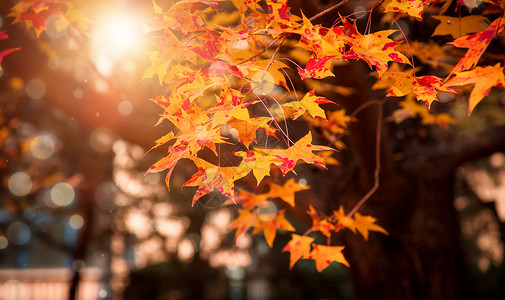 秋季促销标签秋天背景设计图片