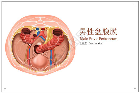 男性盆腹膜医疗插画高清图片