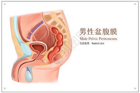 肠道结构男性盆腹膜矢状面观医疗插画插画