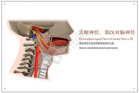 舌咽神经和骨骼肌的神经支配医疗插画高清图片