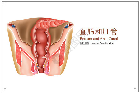 直肠和肛管，前内侧观医疗插画插画