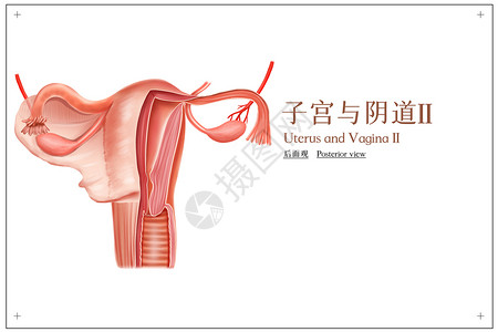 女性器官子宫与阴道后面观医疗插画插画