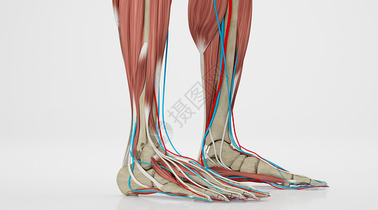 人脚趾足部结构设计图片