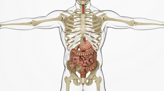 人体肠道场景高清图片