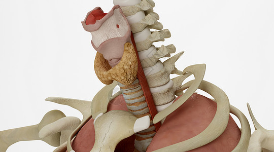 甲状腺场景脊椎喉管高清图片