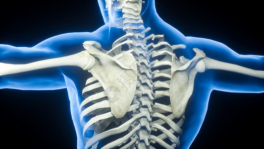 人上半身3D肩胛骨场景设计图片