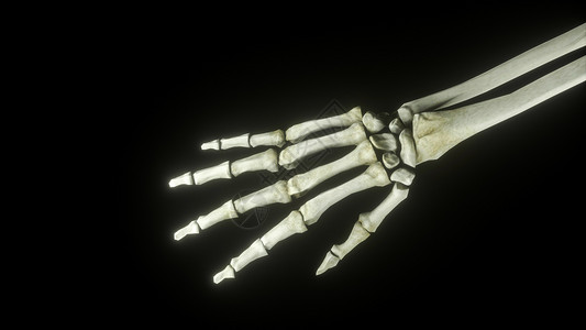 手部关节3D手骨场景设计图片