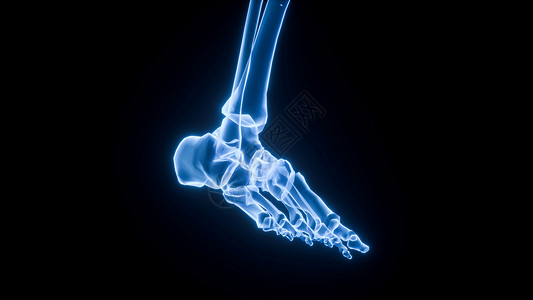 右侧距骨3D足部场景设计图片