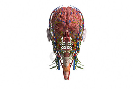 3D人体模型大脑图片