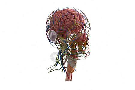 蛋卷头人体大脑模型侧面设计图片
