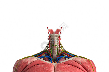 C4D人体颈椎模型高清图片