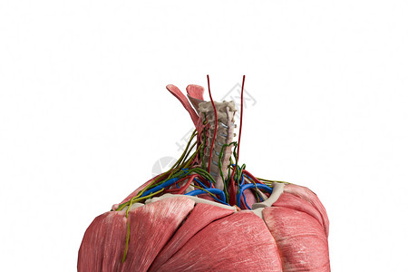 颈椎骨神经3D人体颈椎骨设计图片