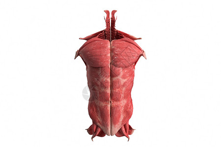奇异猪笼草人体模型肌肉躯干设计图片