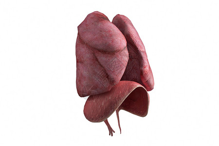 人体肺部模型图片
