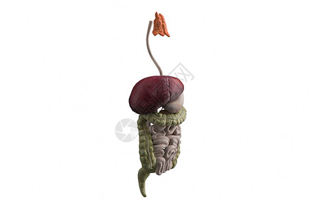 水果器官人体消化系统模型设计图片