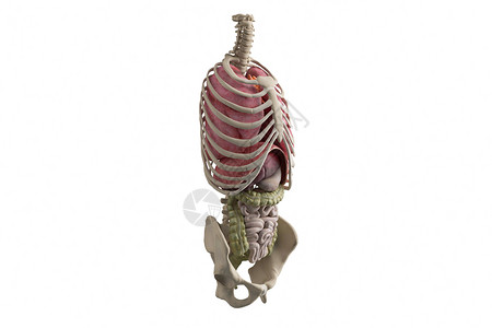 人体骨骼内脏模型背景图片