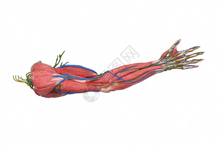 3D人体上肢肌肉模型图片