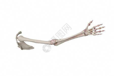 人体上肢结构骨骼人体上肢骨骼设计图片
