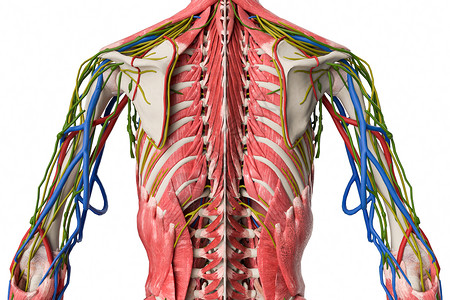 背部后视脊柱结构高清图片