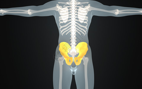 耻骨痛人体盆骨结构设计图片