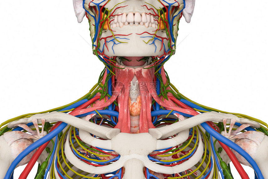 C4D人体结构特写图片