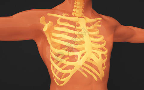 人体胸骨图片图片