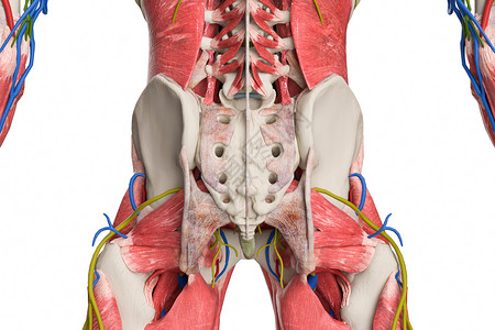 左侧髂骨骨盆后视设计图片