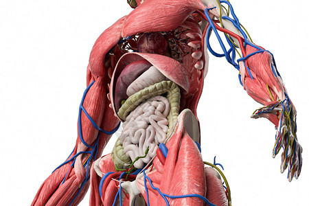 人体内脏结构特写背景图片