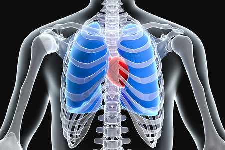 脏的3D人体心肺X光设计图片