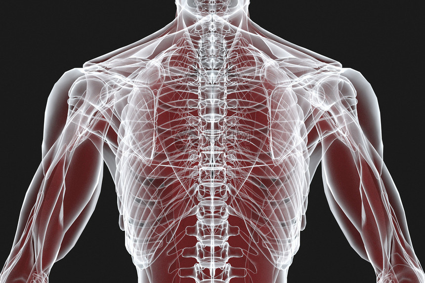 人体结构X光图片