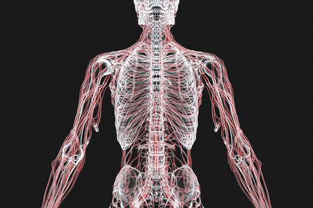 C4D人体骨骼X光图片