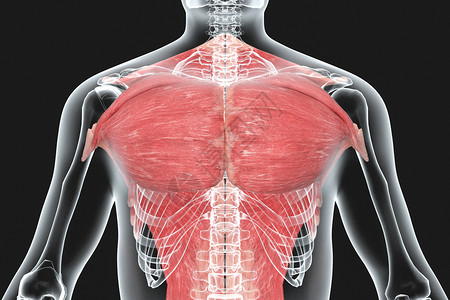 颈阔肌人体胸部肌肉X光设计图片