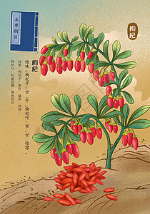 中药传统本草纲目中草药枸杞插画