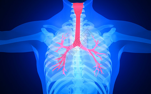 细支气管人体气管设计图片