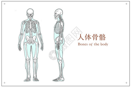 个人运动人体骨骼运动系统插画