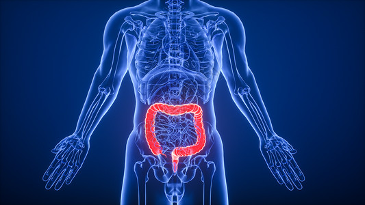 肠胀气3D消化系统大肠设计图片